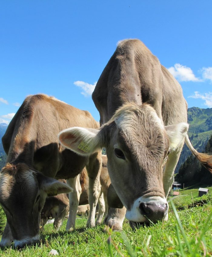 These farmers say their cows can solve the climate crisis